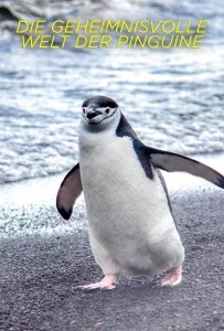 Секреты пингвинов